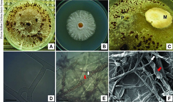 In vitro interaction between Waitea circinata and Rhizoctonia solani:
                            A) R. solani in PDA culture medium; B) W. circinata in PDA culture
                            medium; C) R. solani pathogen (P) and W. circinata mycorrhizal fungus
                            (M) paired in Petri dishes; D) R. solani hyphae; E) W. circinata hyphae
                            (white arrow) coiled around R. solani hyphae (red arrow) under an
                            optical microscope; and F) under a scanning electron microscope. Bars:
                            10 &micro;m.