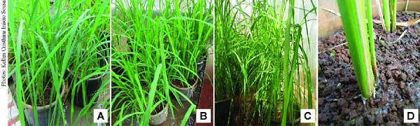 Evaluation of Waitea circinata pathogenicity in rice plants: A)
                            plants sprayed only with water; B) plants sprayed with 5 g
                                L-1; C) plants sprayed with 10 g L-1; D)
                            plants inoculated with 9-mm disks of W. circinata applied to the
                            soil.