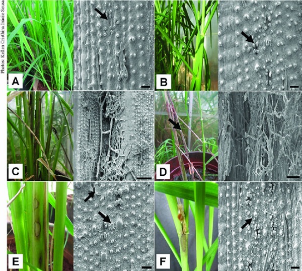 In vivo interaction between Waitea circinata and Rhizoctonia solani,
                            with rice plants in a greenhouse (left) and respective scanning electron
                            microscopy (right): A) plants sprayed only with autoclaved distilled
                            water; B) plants treated with W. circinata soil disks (20 days after
                            sowing - DAS); C-D) plants inoculated only with R. solani at 55 DAS,
                            large number of hyphae on leaves (C), sheath degraded by the pathogen
                            (D); E-F) plants treated with W. circinata disks at 20 DAS and
                            subsequently inoculated with R. solani at 55 DAS. Arrows: A-B) glandular
                            trichomes in the guard cells closed the stomata; D) necrotic sheaths
                            with mycelial growth of the pathogen; E) waxy layer; F) crystals. Bars:
                            10 &micro;m (A, B, E, F) and 50 &micro;m (C, D).