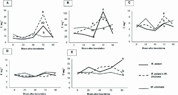 In vivo enzymatic activity [A) chitinase; B) glucanase; C)
                            lipoxygenase; D) phenylalanine ammonia-lyase; E) peroxidase] in rice
                            plants treated with Waitea circinata and subsequently inoculated with
                            the pathogen Rhizoctonia solani (R. solani x W. circinata), treated with
                            W. circinata alone and inoculated only with the pathogen (R.
                            solani).