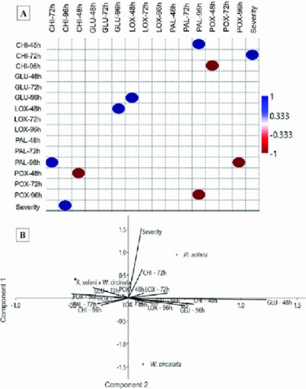 Multivariate analysis of enzymatic activity and disease severity for
                            plants treated only with Waitea circinata, inoculated with Rhizoctonia
                            solani alone or treated with W. circinata and inoculated with R. solani:
                            A) Pearson&rsquo;s linear correlation, with Bonferroni correction, between
                            chitinase (CHI), glucanase (GLU), lipoxygenase (LOX), phenylalanine
                            ammonia-lyase (PAL) and peroxidase (POX) activity and severity; B)
                            principal component analysis of the studied variables (enzymes: CHI,
                            GLU, LOX, PAL and POX and severity).