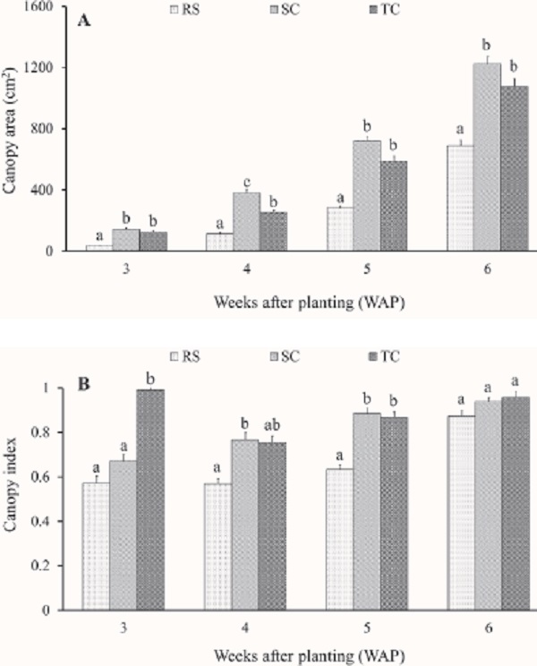 Trends in development of canopy area (A) and canopy index (B) in
                                Alternanthera sissoo grown using rooted stump (RS),
                            stem cutting (SC) and terminal cutting (TC) during the early growth
                            stage.