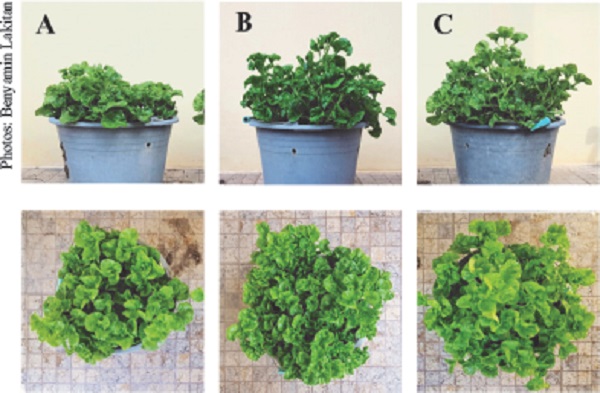 Visualization of the Alternanthera sissoo grown
                            using rooted stump (A), stem cutting (B) and terminal cutting (C) at 7
                            weeks after planting.