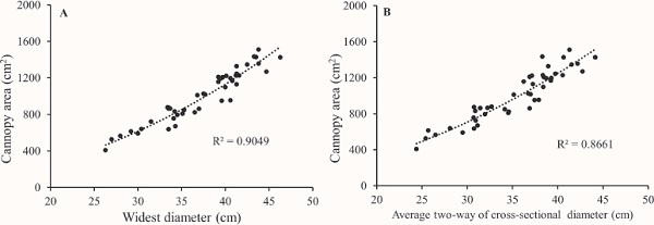 Correlation between canopy diameter and area based on the widest
                            diameter (A) and average two-way cross-sectional diameter (B).