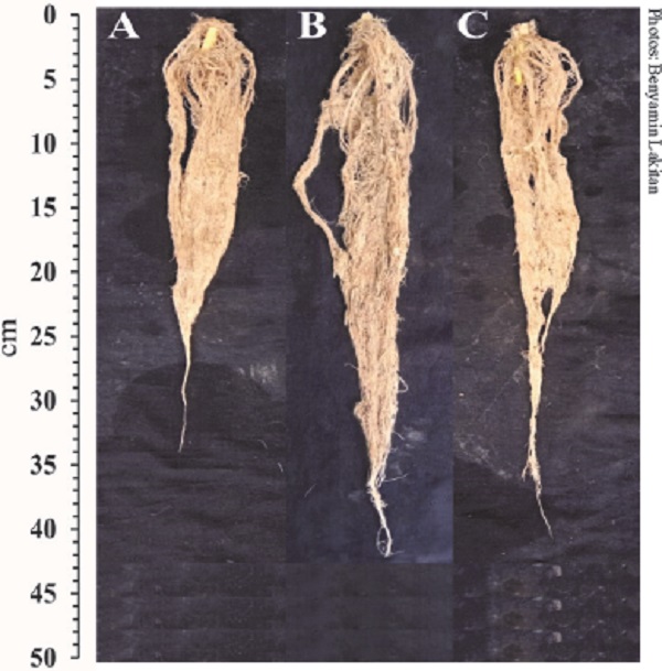 Root length of Alternanthera sissoo cultivated using
                            rooted stump (A), stem cutting (B) and terminal cutting (C).