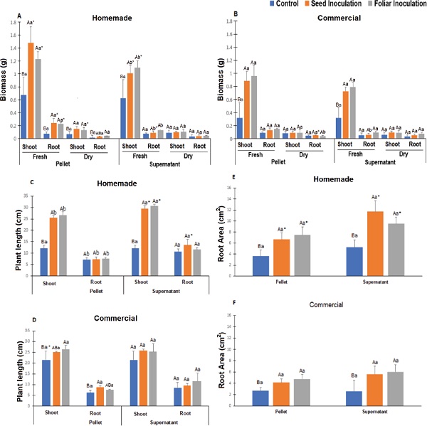 Morphological characteristics of corn plantlets inoculated with the
                            different fractions. A and B refer to the biomass of corn plantlets; C
                            and D to plant length; E and F to root area. The corn plantlets were
                            inoculated with different fractions (pellet and supernatant) of homemade
                            and commercial formulations via seed bacterization or foliar
                            inoculation. Media followed by the same capital letter (treatments in
                            the same formulation) and lowercase letter (homemade and commercial
                            formulations) in the column did not differ significantly by the Tukey
                            test (p > 0.05). Media followed by the same * (supernatant and
                            control) differed significantly by the Tukey test (p > 0.05). n = 4 ±
                            SD.