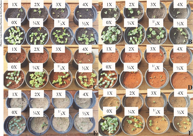 Phytotoxicity of oxyfluorfen to Cucumis sativum at
							21 days after the herbicide application (0X = 0 g a.i. ha-1;
							¼X = 360 g a.i. ha-1; ⅓X = 480 g a.i. ha-1; ½X =
							720 g a.i. ha-1; 1X = 1,440 g a.i. ha-1; 2X =
							2,880 g a.i. ha-1; 3X = 4,320 g a.i. ha-1; 4X =
							5,760 g a.i. ha-1). A) Gleissolo Melânico distrófico (Typic
							Humaquept); B) Neossolo Flúvico Tb distrófico (Fluventic Dystrustept);
							C) Latossolo Vermelho distrófico (Rhodic Haplustox); D) Latossolo
							Vermelho ácrico (Rhodic Acrustox); E) Washed sand; F) Neossolo
							Quartzarênico órtico (Typic Quartzpsamment).