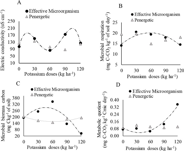 Regression equations for: A) electric conductivity associated with
							Effective Microorganisms (y = -3E - 05x4 + 0.007x3
							- 0.5081x2 + 11.274x + 105.72**; R2 = 1); B)
							microbial respiration with Effective Microorganisms (y =
								0.0016x2 + 0.1838x + 14.699*; R2 = 0.8665); C)
							microbial biomass carbon with Effective Microorganisms (y =
								-0.0481x2 + 4.3782x + 190.01**; R2 = 0.8303)
							and Penergetic (y = 0.0121x2 - 1.4974x + 202.69*;
								R2 = 0.8611); D) metabolic quotient associated with
							Effective Microorganisms (y = 4E - 05x2 - 0.003x + 0.0897**;
								R2 = 0.9433), as a function of potassium doses (0, 30,
							60, 90 and 120 kg ha-1 of K2O). **, * significant
							at 1 % and 5 % of probability, respectively.