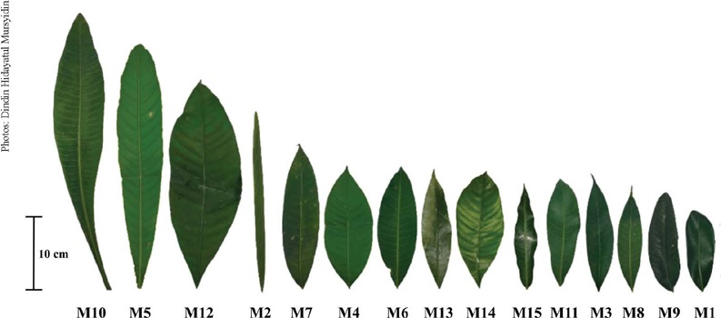 Leaf morphology of endemic mango and wild relatives
                                (Mangifera spp.) from Borneo, Indonesia, showing
                            unique difference forms, from oblong-lanceolate (M10), linear (M2) to
                            elliptical (M1). Detailed information on these leaf characteristics is
                            provided in Table 2.