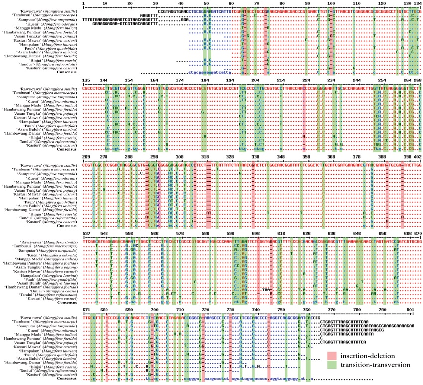 Multiple sequence alignment showing some mutational events on the
                            internal transcribed spacer (ITS) region in Mangifera
                            endemic to Borneo, Indonesia.