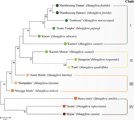 Dendrogram showing the grouping of Mangifera endemic to Borneo,
                            Indonesia, into three clusters.