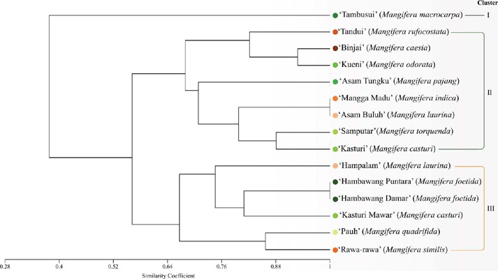 Phylogram showing the grouping of Mangifera endemic
                            to Borneo, Indonesia, into four clades. The number on the node is a
                            bootstrap value of 1,000 times (above 50).