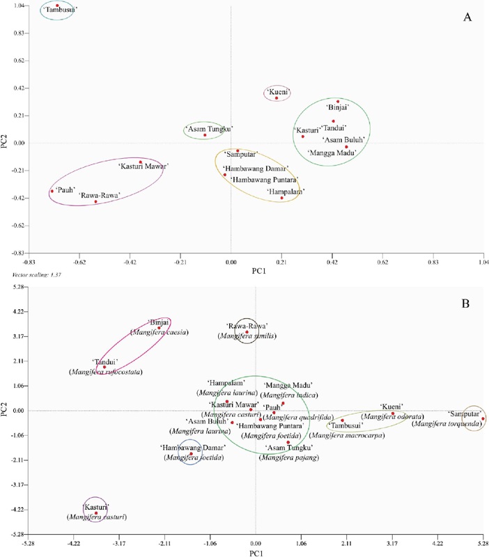 Principal component analysis (PCA) showing the grouping of Mangifera
                            endemic to Borneo, Indonesia, into six groups for morphological traits
                            (A) and seven for molecular traits (B). In this case, the total
                            variability was 35.024 % for PC1 and 64.066 % for PC2.