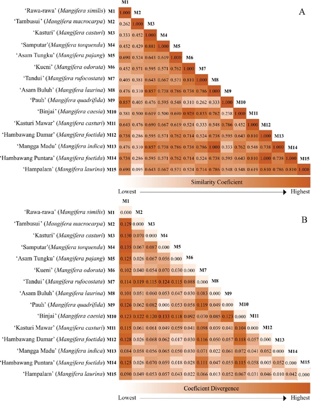 Heatmap showing the similarity coefficient (A) and genetic divergence
                            (B), representing the genetic relationship for Mangifera endemic to
                            Borneo, Indonesia.