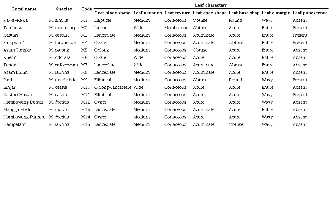 Morphological leaf characteristics of Mangifera endemic
                        to Borneo, Indonesia.