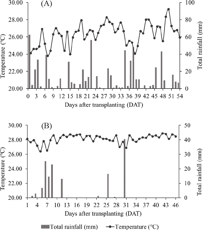 Average daily temperature and total daily rainfall in the Amazon
							winter (A) and summer (B) as a function of days after transplanting.
							Source: Brasil (2020).