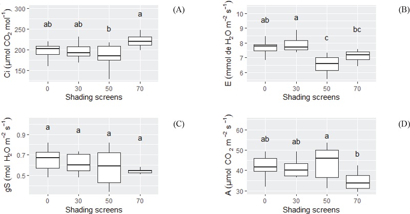 Average values for the physiological parameters internal
								CO2 concentration (A), transpiration (B), stomatal
							conductance (C) and net photosynthetic rate (D) evaluated in yellow and
							purple flower jambu grown in the Amazon summer. Means followed by the
							same letter do not differ according to the Tukey test.