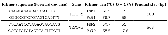 Primers based on the TEF1-α gene region for detecting Phaeocytostroma
                        sacchari isolates.