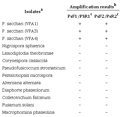 Amplification results using Phaeocytostroma
                    sacchari-specific primers.