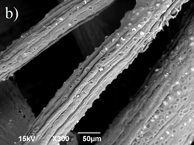  Imagen SEM de fibras de yute: a)
sin tratamiento y b) con tratamiento