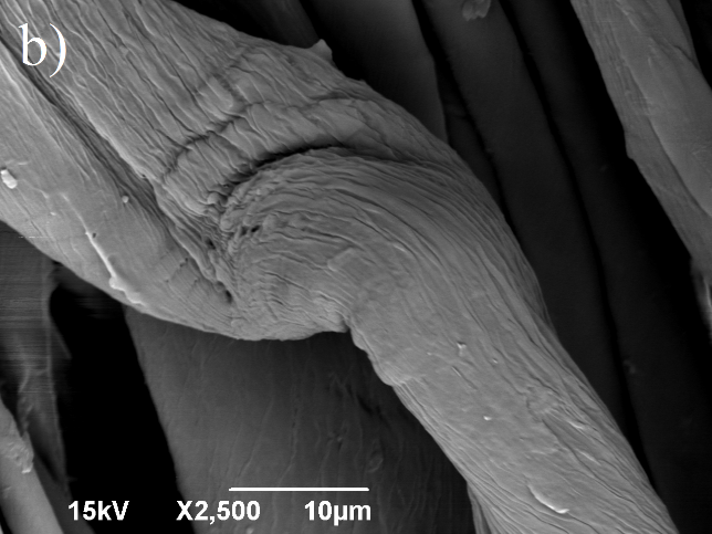 SEM de fibras de lino sin tratamiento