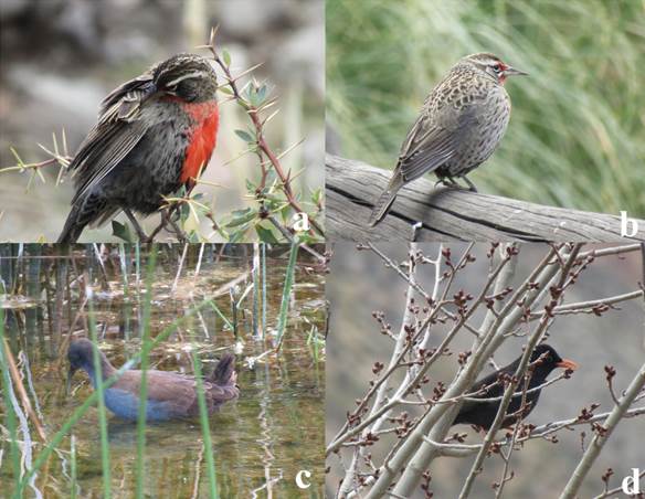 a) Aves observables en el geositio 4. Nombre científico: Leistes loyca. Nombre común: loica común. Individuo macho. b) Nombre científico: Leistes loyca. Nombre común: loica común. Individuo hembra. c) Nombre científico: Pardirallus sanguinolentus. Nombre común: gallineta común. d) Nombre científico: Turdus chiguanco. Nombre común: zorzal negro.