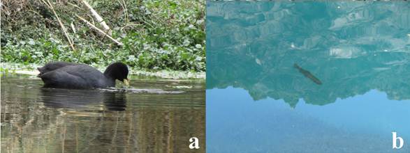 a) Fauna observable en el Geositio 4. Nombre científico: Fulica armillata. Nombre común: gallareta ligas rojas. b) Nombre científico: Oncorhynchus mykiss. Nombre común: trucha arcoíris