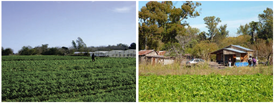 Ambiente rural de la agricultura familiar en Partidos de La Plata y Berazategui, Buenos Aires, Argentina.