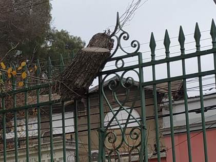 Fotograf&iacute;a tomada por Carlos de fragmento de &aacute;rbol. 