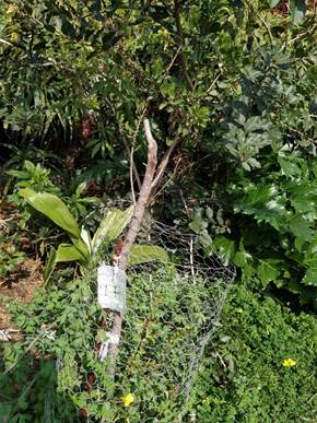 Fotograf&iacute;a tomada por Judith sobre un &aacute;rbol protegido numerado. 
