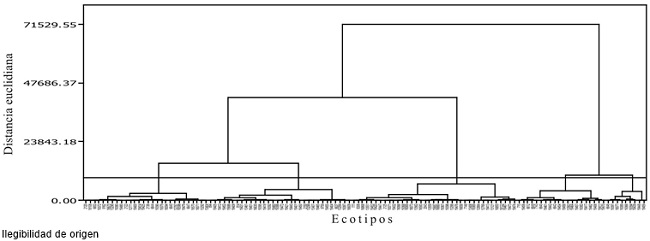Dendograma del an&aacute;lisis de nueve variables para los 126 ecotipos de zacate buffel (Pennisetum ciliare). 