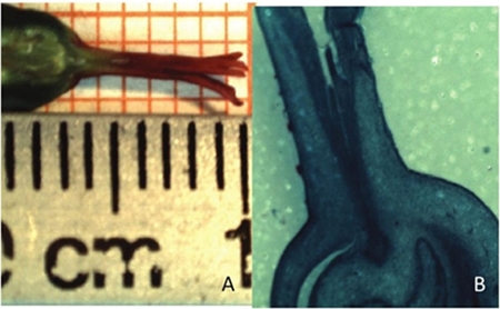 A) longitud del estilo de nochebuena, medido con regla y papel milim&eacute;trico; y B) corte anat&oacute;mico de una flor femenina donde se observa la longitud del estilo. 