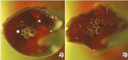 Receptividad del estigma en nochebuena. A y B) burbujeo en el estigma M&eacute;todo de Osborn (1988). 
