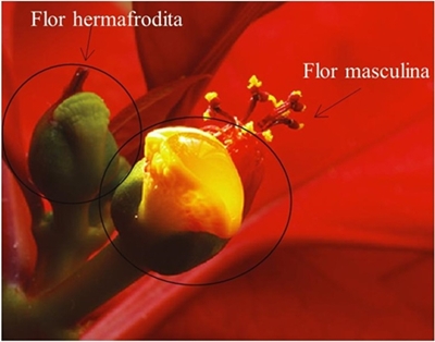 Asincron&iacute;a floral en nochebuena. Flores masculinas con dehiscencia de polen y nectario, flor hermafrodita inmadura, aun no presenta receptividad estigm&aacute;tica. 