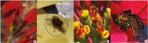 Insectos polinizadores de la nochebuena: A) himen&oacute;pteros; B) d&iacute;pteros; C) cole&oacute;pteros; y D) lepid&oacute;pteros 