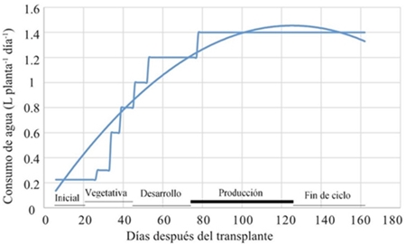Consumo de agua (solución nutritiva) por planta por día durante el ciclo de cultivo. 