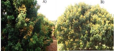 &Aacute;rboles de litchi en floraci&oacute;n de los cultivares Mauritius (A) y Brewster (B) en el ciclo 2009-2010.