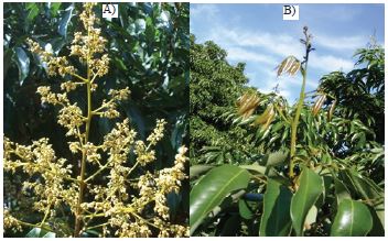 Caracter&iacute;sticas de un brote floral (A) y uno vegetativo (B) en la huerta Lechuguillas, Veracruz 2010.