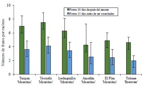 Valor medio de frutos de litchi por racimo, despu&eacute;s del amarre y previos a la cosecha en los cultivaresMauritius y Brewster.