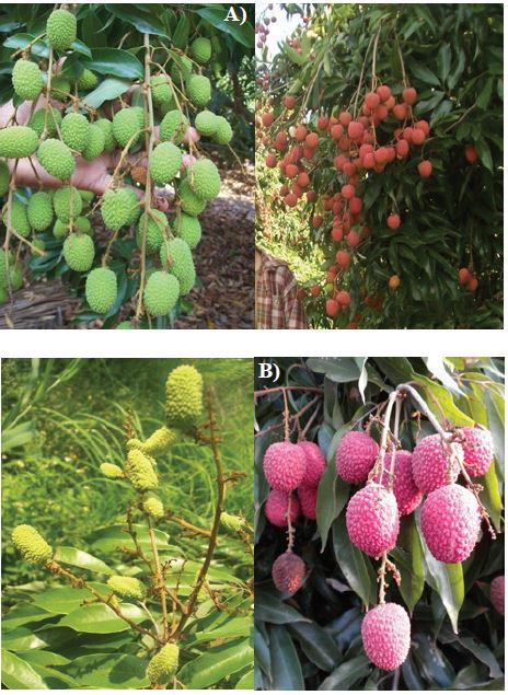 Fructificaci&oacute;n de litchi, en los cultivares Mauritius (A) Brewster (B), en el ciclo 2010.
