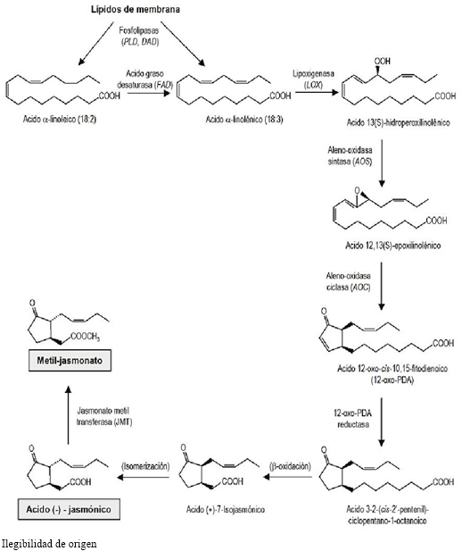 Biosíntesis del jasmonato. Ruta de los ácidos octadienoicos (18:3) que describe la formación de ácido jasmónico y metil jasmonato a partir de fosfolípidos de membrana (Jordán y Casaretto, 2006). 