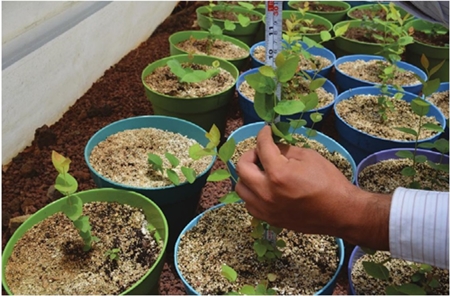 Mediciones del crecimiento de las plántulas de arándano azul cv. Biloxi una vez inoculadas con micorrizas.