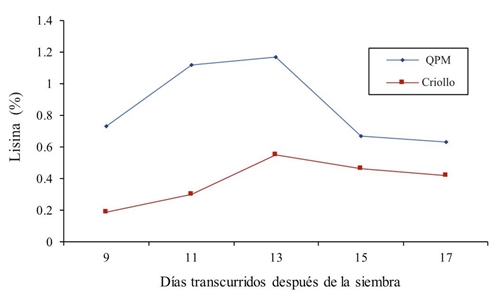 Contenido de lisina en forraje en maíz QPM y criollo a través de diferentes muestreos en 2014.
