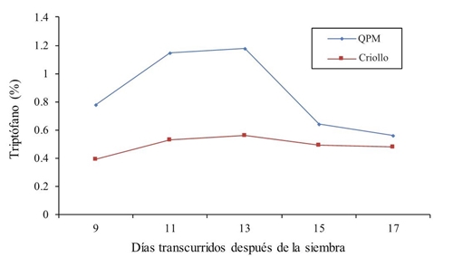 Contenido de triptófano en forraje de maíz QPM y criollo a través de diferentes muestreos en 2014.