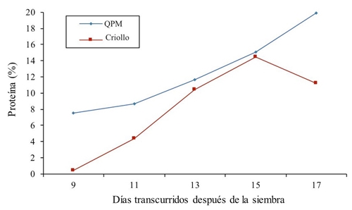 Porcentaje de proteína en forraje en maíz criollo y de alto contenido de proteína (QPM) en diferentes muestreos en 2014.