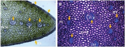 Fotomicrograf&iacute;as de secci&oacute;n transversal de hoja de agave. A= haces vasculares en la porci&oacute;n central del mes&oacute;filo (PCM), fibras (F), epidermis (E) y estomas (ES). B= haces vasculares (HV) en el l&iacute;mite interno del mes&oacute;filo (flechas), fibras (F), porci&oacute;n central del mes&oacute;filo (PCM), par&eacute;nquima en empalizada (PE).
