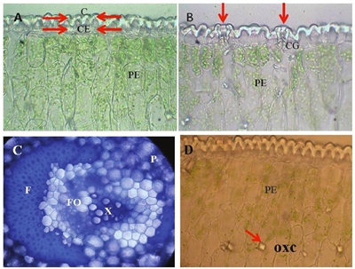 Fotomicrograf&iacute;as de secci&oacute;n transversal de hoja de agave. A= epidermis uniestratificada con c&eacute;lulas ordinarias sin plastos; cut&iacute;cula (C), c&eacute;lula epid&eacute;rmica (CE), par&eacute;nquima en empalizada (PE). B= aparato estom&aacute;tico; c&eacute;lula guarda (CG), par&eacute;nquima en empalizada (PE). C= tejido vascular; fibras (F), par&eacute;nquima (P), xilema (X), floema (FO). D= par&eacute;nquima en empalizada (PE) se se&ntilde;alan estructuras prism&aacute;ticas, que pueden ser cristales cuya composici&oacute;n qu&iacute;mica probable sean de calcio (OXC). 
