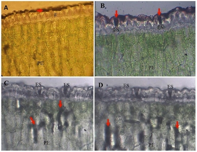 Fotomicrograf&iacute;as de secciones transversales en hojas de agave asperjadas con el fertilizante 4-17-17 m&aacute;s verde r&aacute;pido y azul negro de naftol. A= la flecha indica la presencia del fertilizante a 30 min despu&eacute;s de la aplicaci&oacute;n en la superficie de la hoja; epidermis (E), par&eacute;nquima en empalizada (PE). B: a 60 min el fertilizante se ubic&oacute; en los estomas (ES), par&eacute;nquima en empalizada (PE). C= a 90 min el fertilizante se ubic&oacute; en el par&eacute;nquima en empalizada (PE), estomas (ES). D= a 120 min el fertilizante se mantuvo en este mismo lugar; estomas (ES), par&eacute;nquima en empalizada (PE).