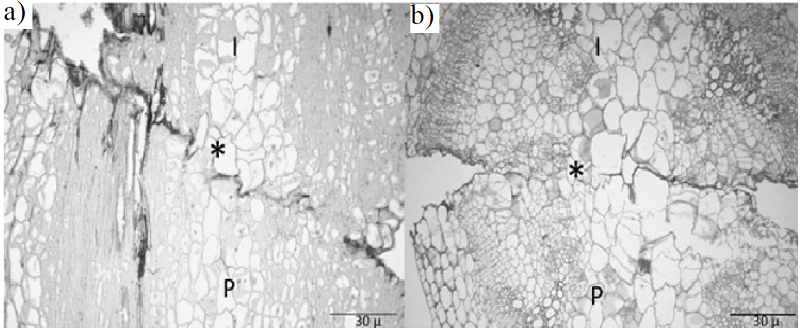 Di&aacute;metro de tallo del portainjerto e injerto en 23 d&iacute;as despu&eacute;s de emergencia.