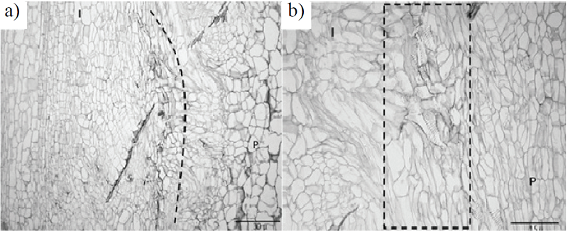 a) corte transversal 30 &micro; (10 DDI); b) corte transversal 15 &micro; (10 DDI); P= portainjerto; I= injerto; --- zona de rediferenciaci&oacute;n vascular